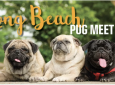 LB Pug Monthly Meet Up!